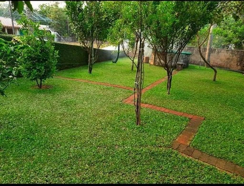 OhhSome Pearl Grass Buffalo Trays (Almost 100 Seedling In Tray) Turf Carpet For Balcony, Lawn Terrace, Garden All Season (Healthy Live Plant)