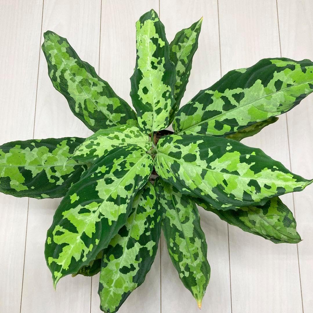 アグラオネマ ピクタム ラプラス 箱個体 Aglaonema pictum Laplace UC