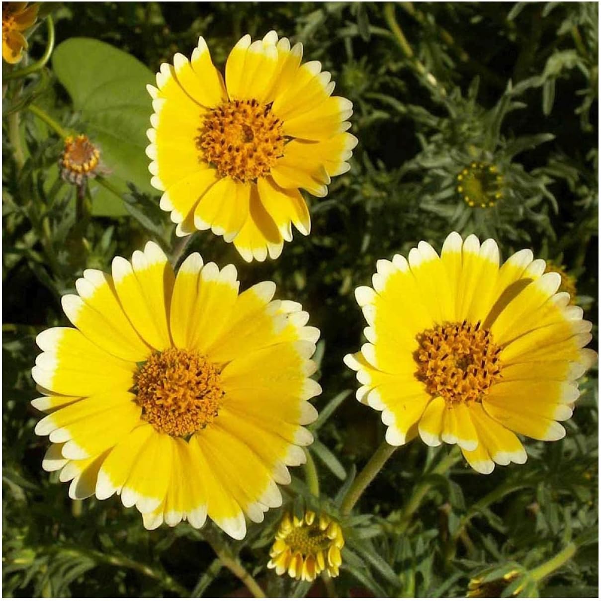 Everwilde Farms - 1/4 Lb Tidy-Tips Native Wildflower Seeds - Gold Vault