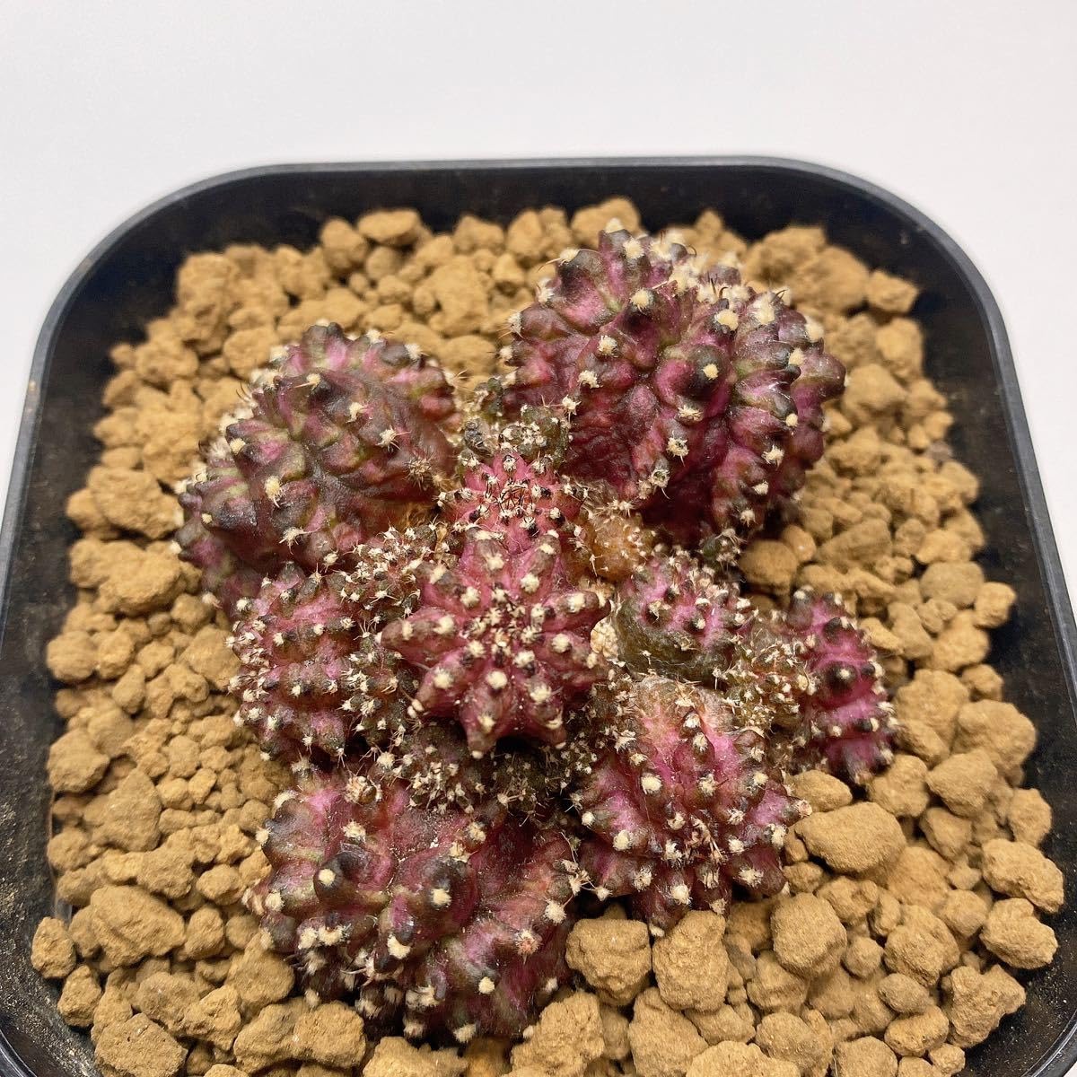 k6レアカラー‼️ サボテン　ギムノカリキウム 54株 k6レアカラー‼️ サボテン ギムノカリキウム 54株 【公式通販】