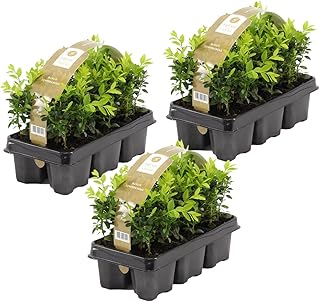 Bloomique - 18er Set - Buxus Sempervirens - Buchsbaum - Heckenpflanzen Winterhart - Gartenpflanze - Höhe 15-20 cm - Topf 9 cm product image