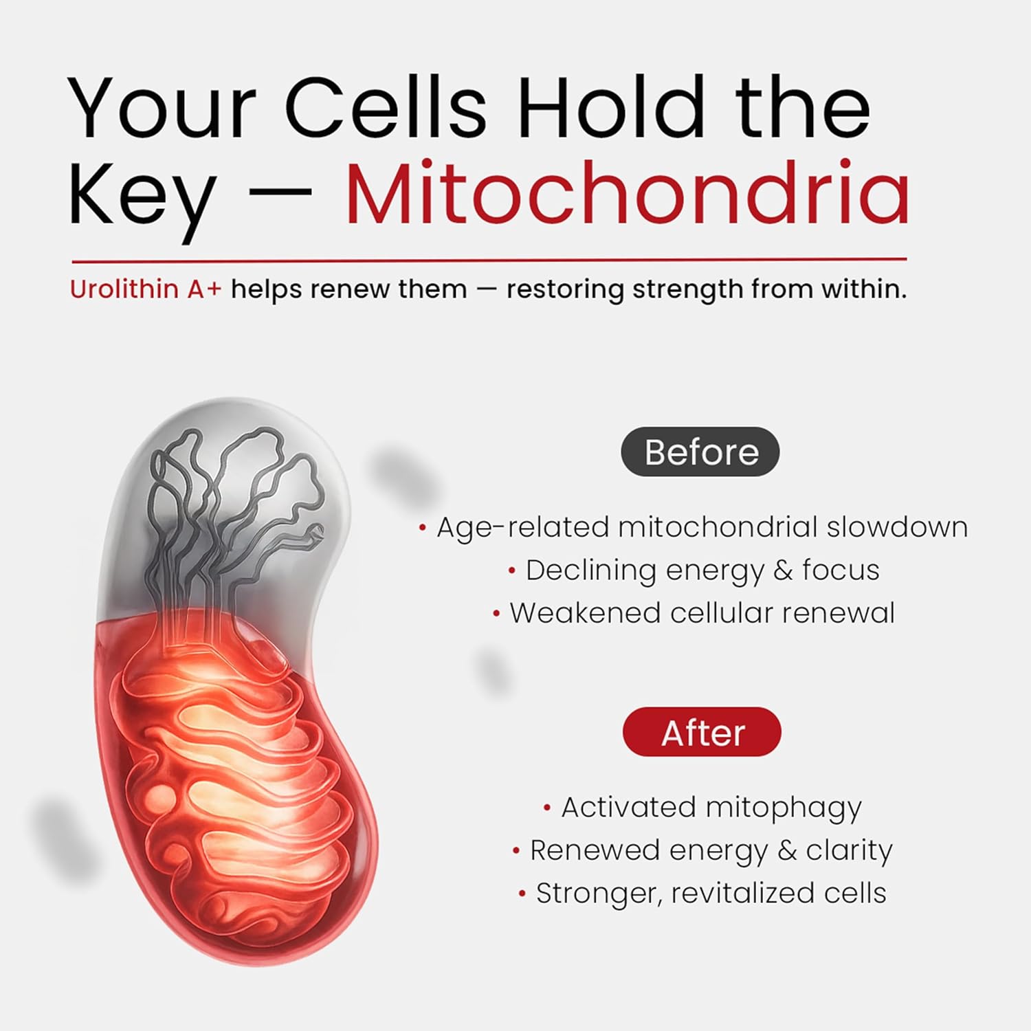 Urolithin A Supplement with NAD, Resveratrol, CoQ10, PQQ – 5-in-1 Longevity Complex to Support Healthy Aging, Mitochondrial Energy, Cellular Renewal, Cognitive Function, Muscle Health – 2 Month Supply - Image 3