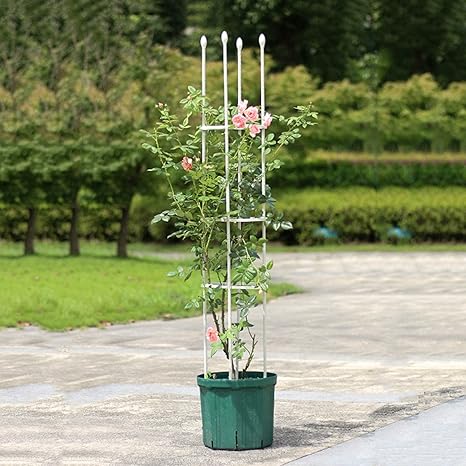 Amazon Co Jp オベリスク ガーデントレリス バラ オベリスク植物トレリス クレマチス 誘引 つる性 庭 ベランダ テラス バルコニー 簡易組立式 植物支柱 耐候性 花支え 装飾 花ささえ 園芸支柱 支柱棚 フラワー支柱 ガーデンアーチ ローズアーチ 植物サポート 1個 Color Amazon Co Jp オベリスク ガーデントレリス バラ オベリスク植物トレリス クレマチス 誘引 つる性 庭 ベランダ テラス バルコニー 簡易組立式 植物支柱 耐候性 花支え 装飾 花ささえ 園芸支柱 支柱棚 フラワー支柱 ガーデンアーチ ローズアーチ 植物サポート 1個 Color