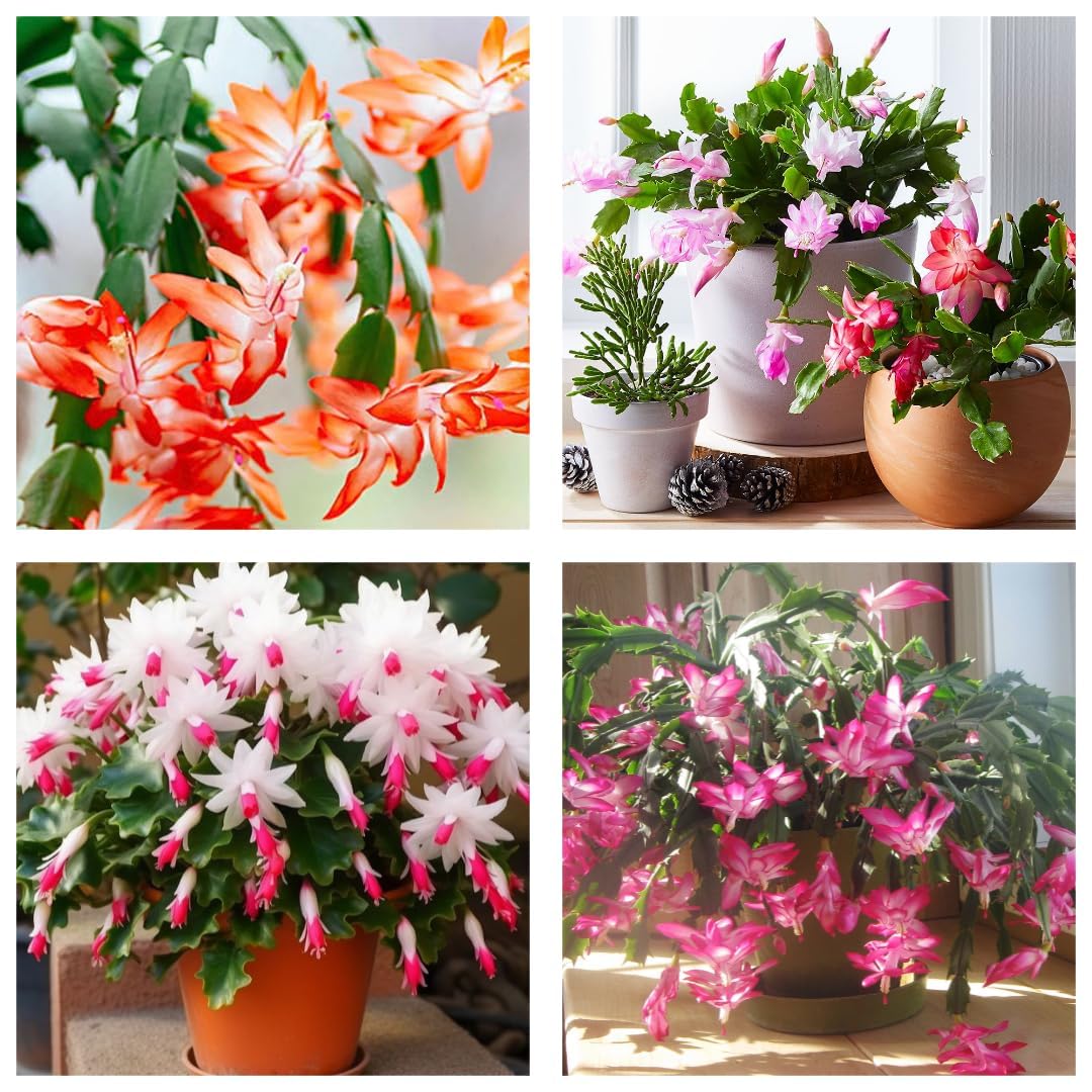 Christmas Cactus || Live Indoor/Outdoor Plants with Pink, Orange, White Blooms ||Holiday Houseplant||Original Christmas Cactus Zygocactus Schlumbergera|| Decorative Plant||(pack -1) A_1-image-35