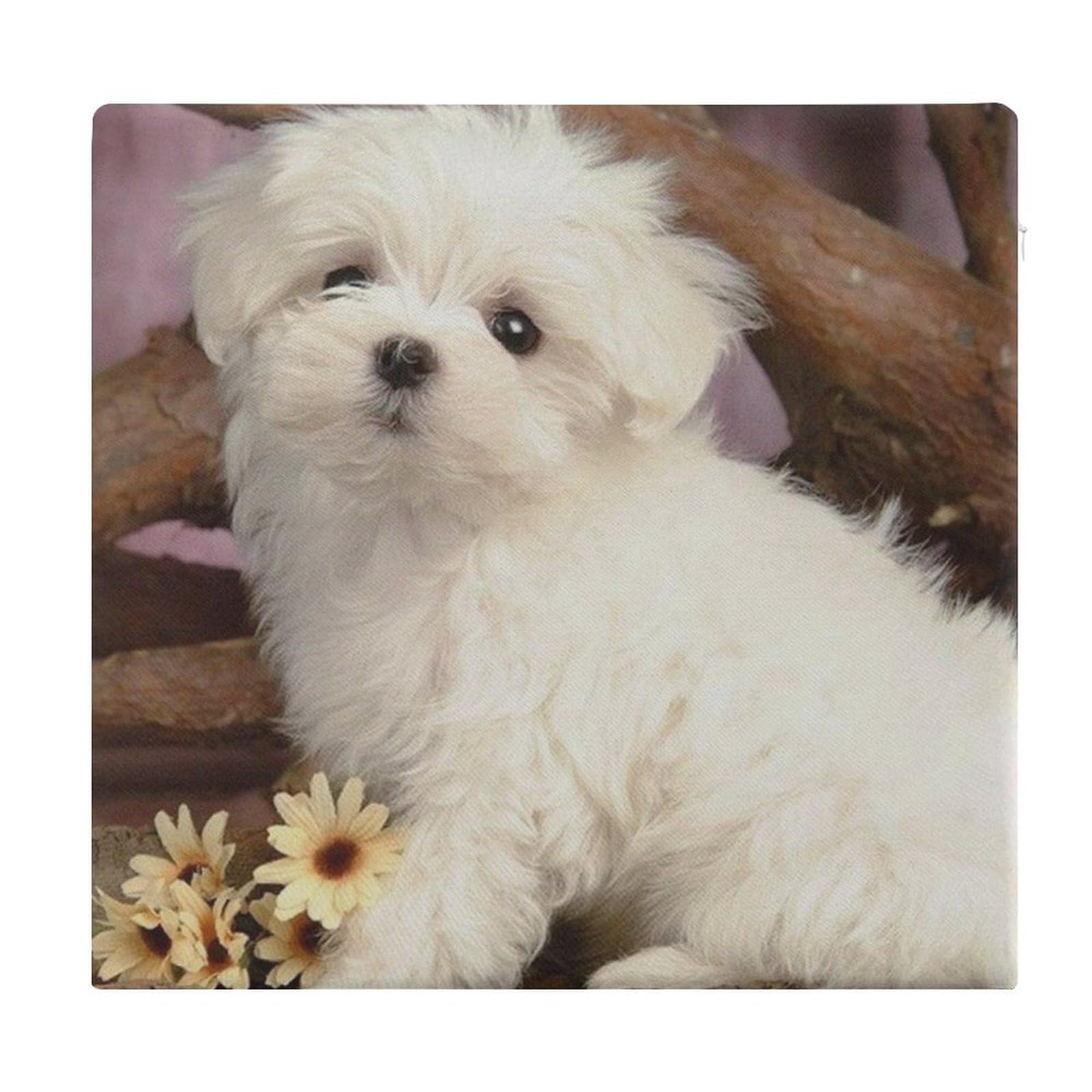 Cojín viscoelástico de perro lindo: tapete cuadrado de 38x35 cm con funda de poliéster lavable