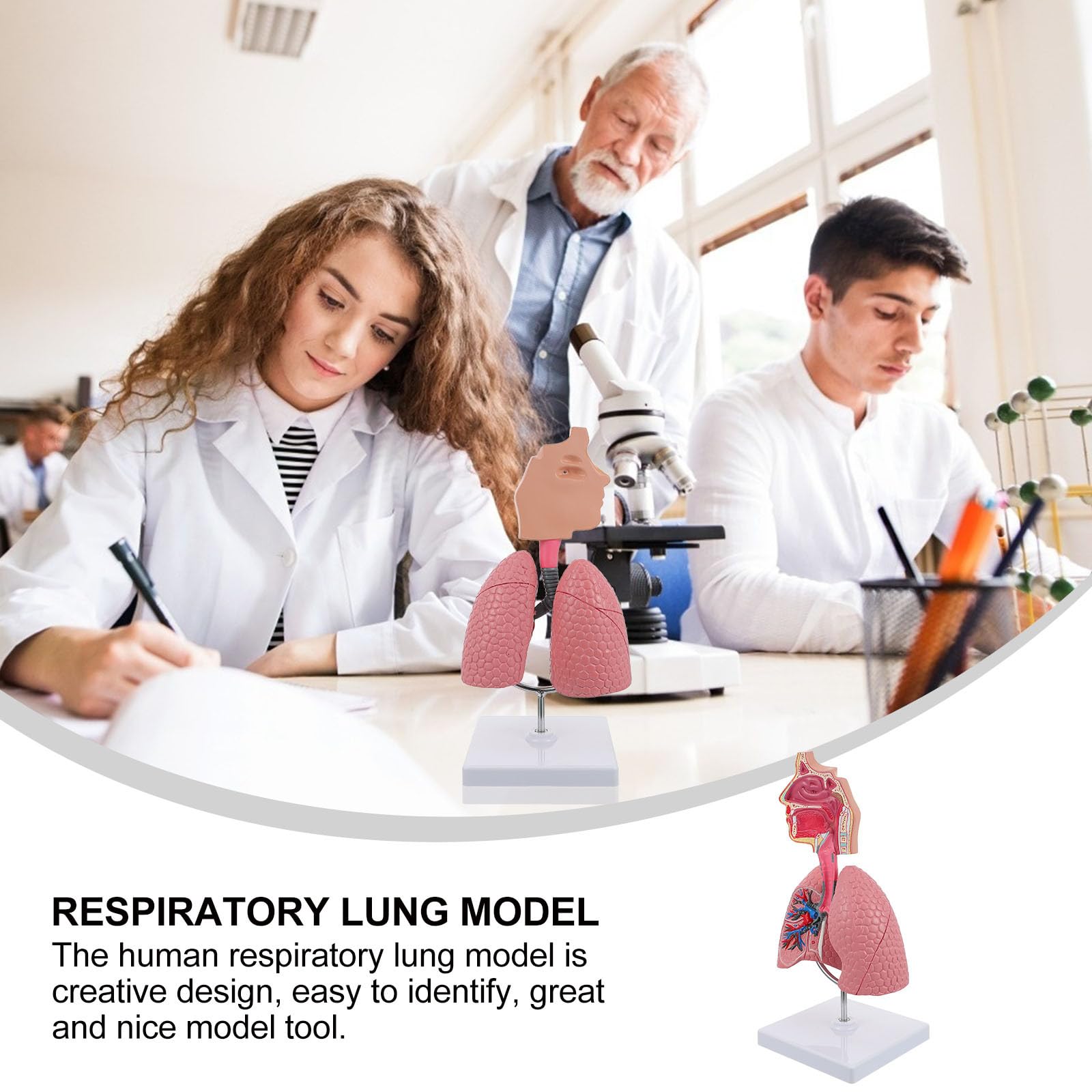 Modello Didattico di Polmone Umano in Pvc Resistente, Modello di Insegnamento Anatomico Scolastico per Fisiologia e Scienze Mediche, Strumento Educativo per Studenti e Scuole