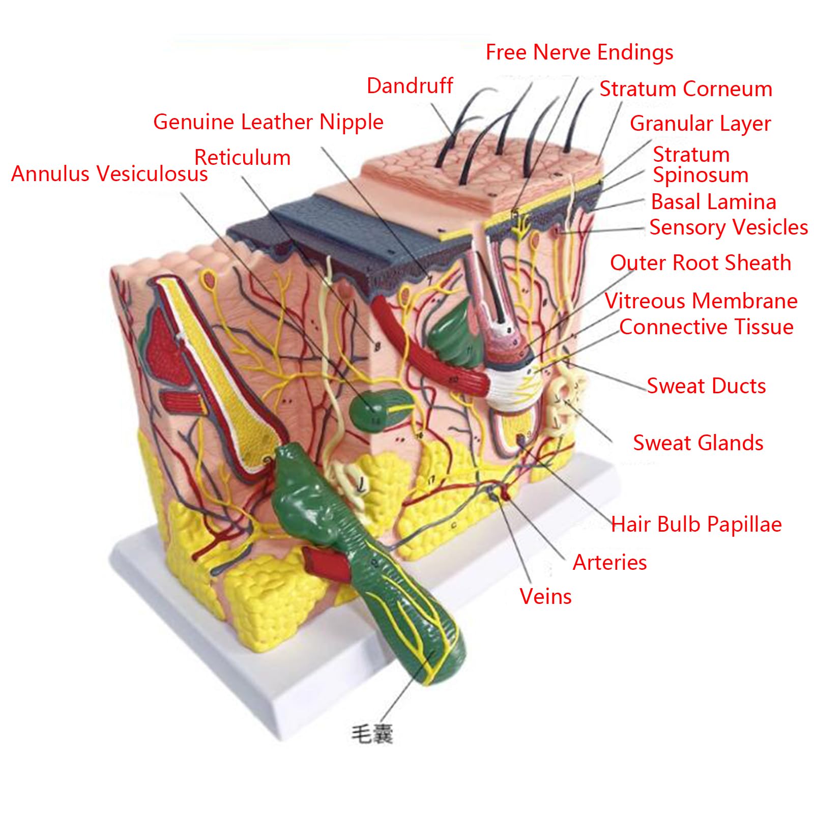 Modello di Anatomia della Pelle allargata 70X - Modello anatomico della Pelle con Capelli - per la biologia Forniture di Laboratorio di Aiuto di chirurgia estetica,A