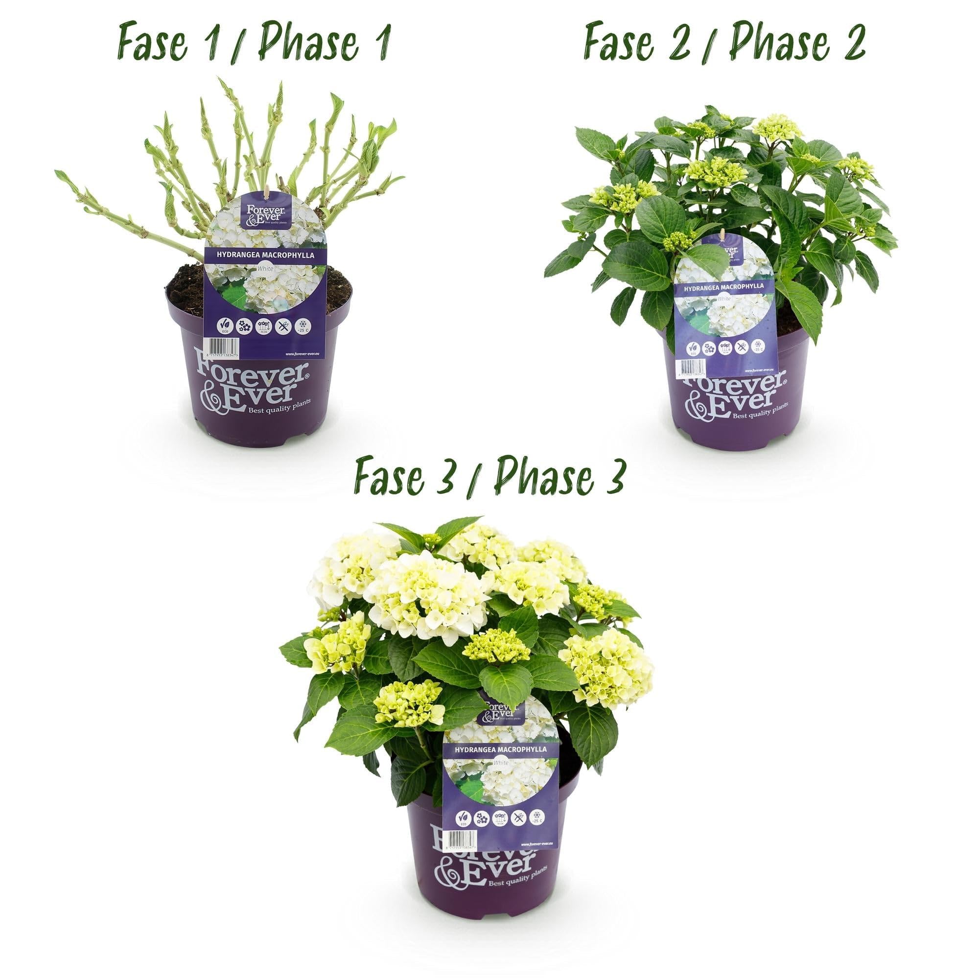 Hortensja Hydrangea macrophylla Forever & Ever biała, roślina balkonowa, 7-12 kwiatów, doniczka 23 cm, wysokość 55 cm, łatwa w pielęgnacji, na grządki, taras i balkon