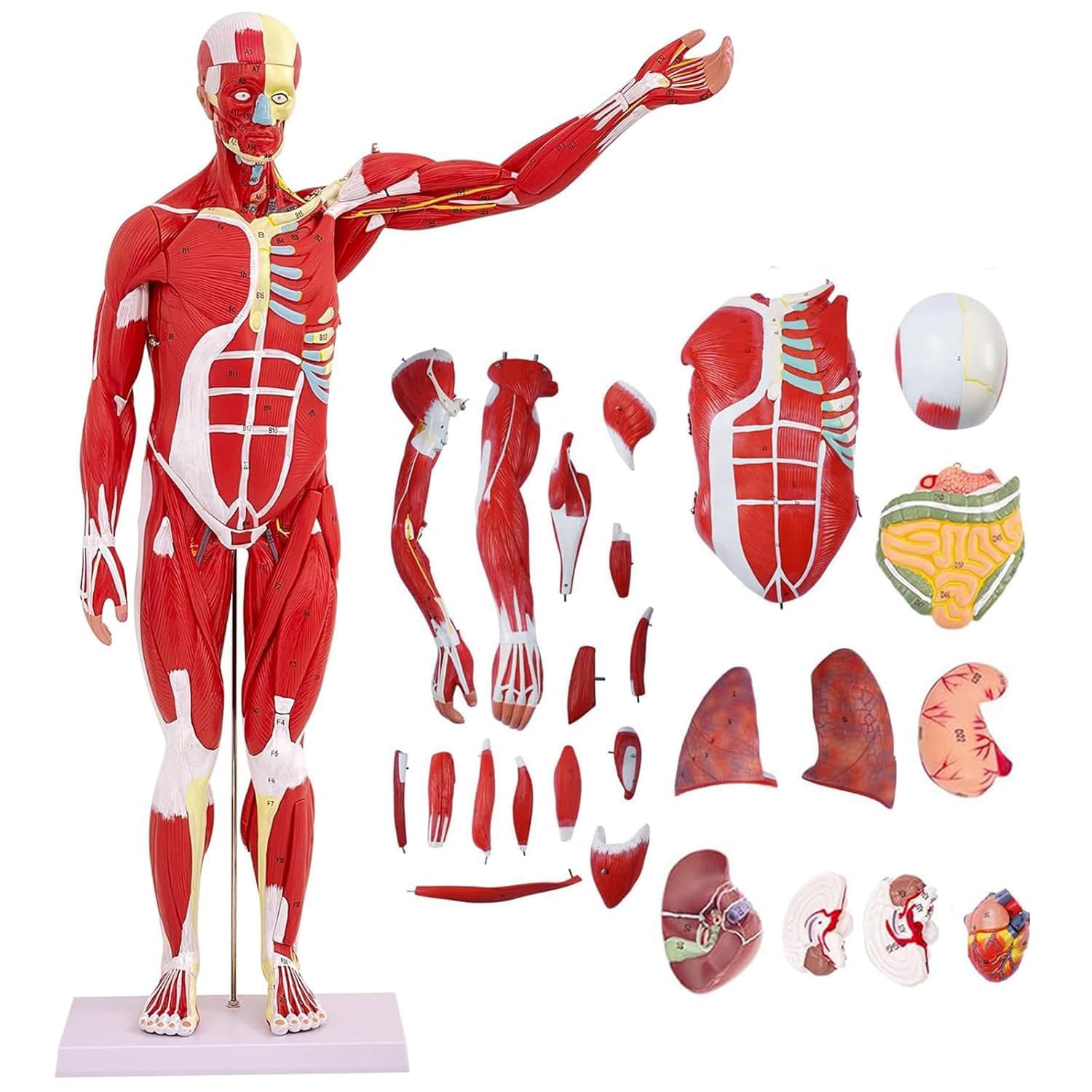 YNIYUJKL Full Muscle Anatomy Of Medicine Human Anatomy Muscle Model,Muscle Model 80 Cm With Removable Organ 27 Pieces Muscle Model For Study Teaching