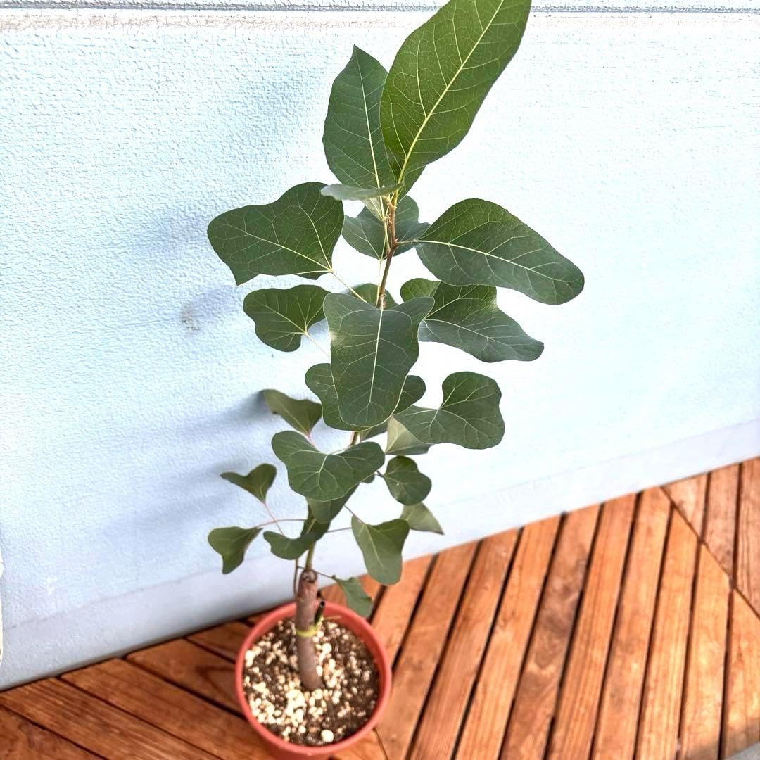 希少 珍しい品種 ボトルツリー ブラキ ポプルネウス