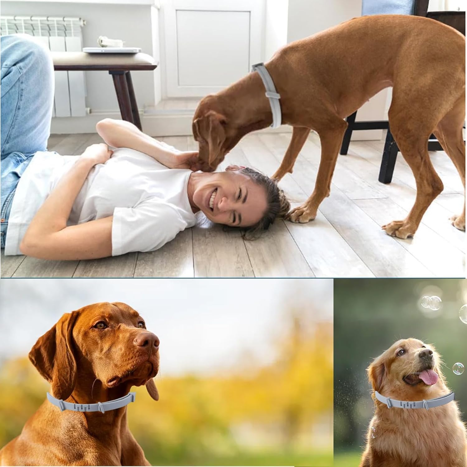 PUJI Dog Belt, Flea and Tick Prevention Collar, 6 Month Protection, Allergy-Free, Water-Resistant Design for Dogs 4