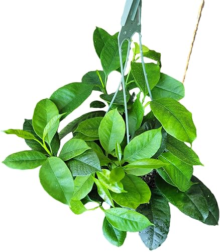 Hoya Shooting Star Multiflora Houseplants, Air Purifying Vine (2 in 4.5' Pot)