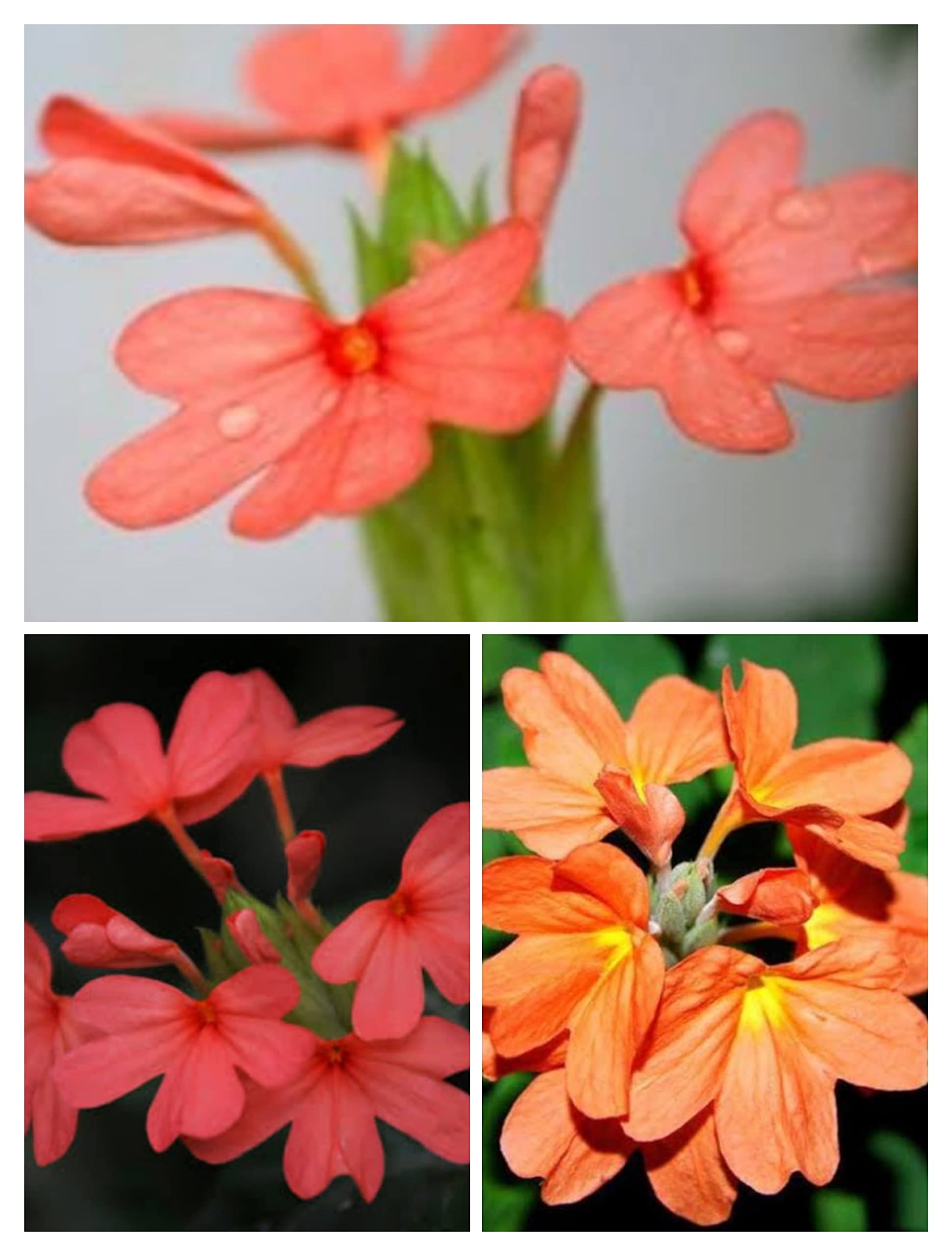Kanagambara seeds,Crossandra infundibuliformis,fire cracker flower seeds (B0BSNQK1H9) Amazon Price History, Amazon Price Tracker