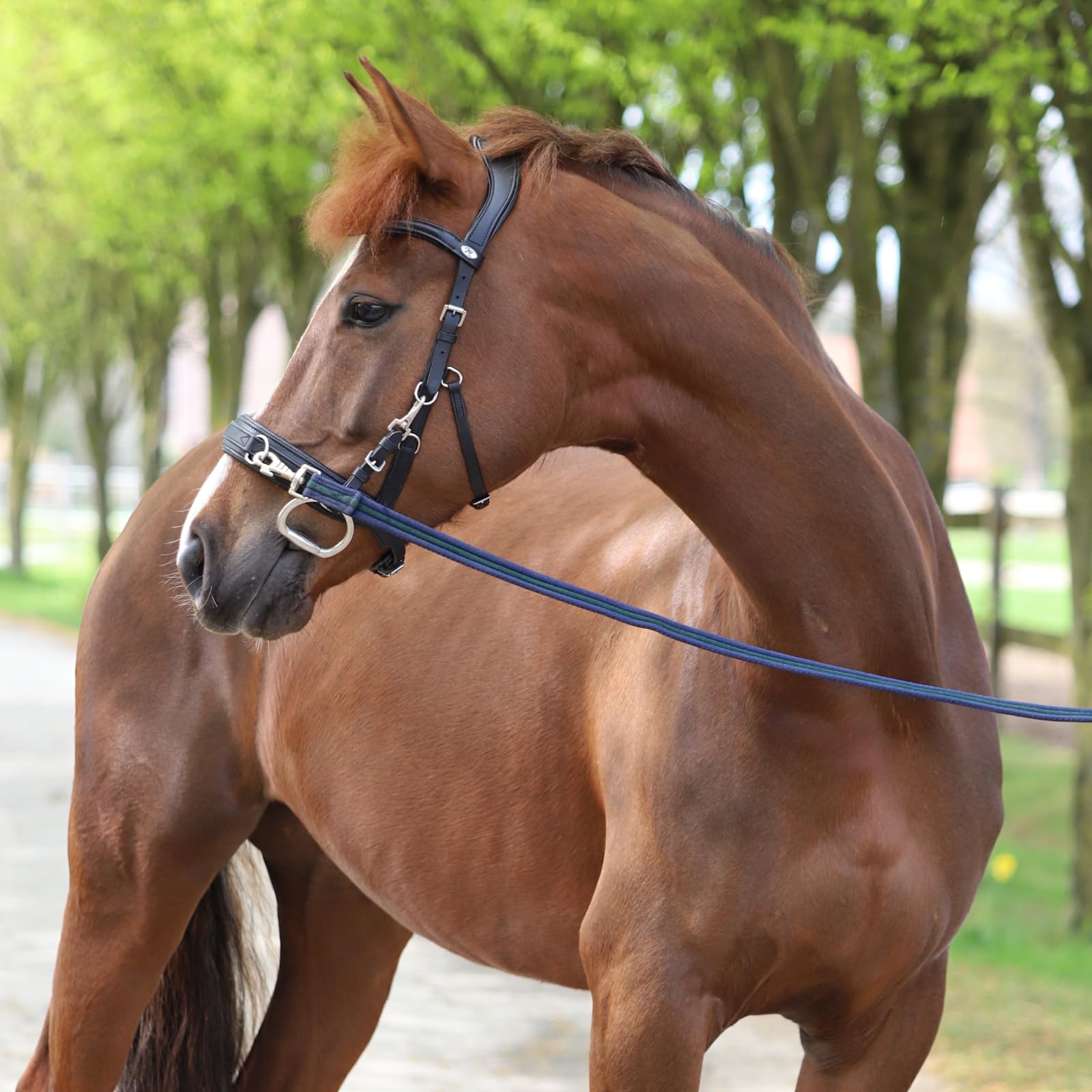 Marengos - Lederkappzaum Anatomic – Kappzaum aus Echtleder – anatomisch & gepolstert – Edelstahl-Beschläge – ideal zum Longieren & Bodenarbeit – braun o. schwarz – Pony, Warm- & Vollblut