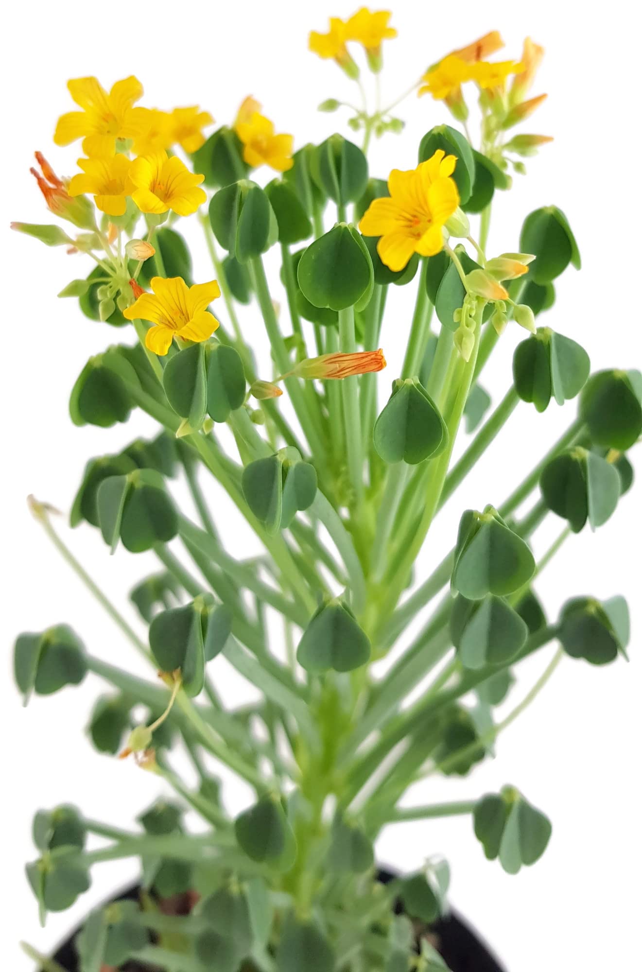 Fangblatt - Oxalis herrerae - sukkulenter Klee mit gelben Blten -  auergewhnliche Zimmerpflanze : Amazon.de: Garten