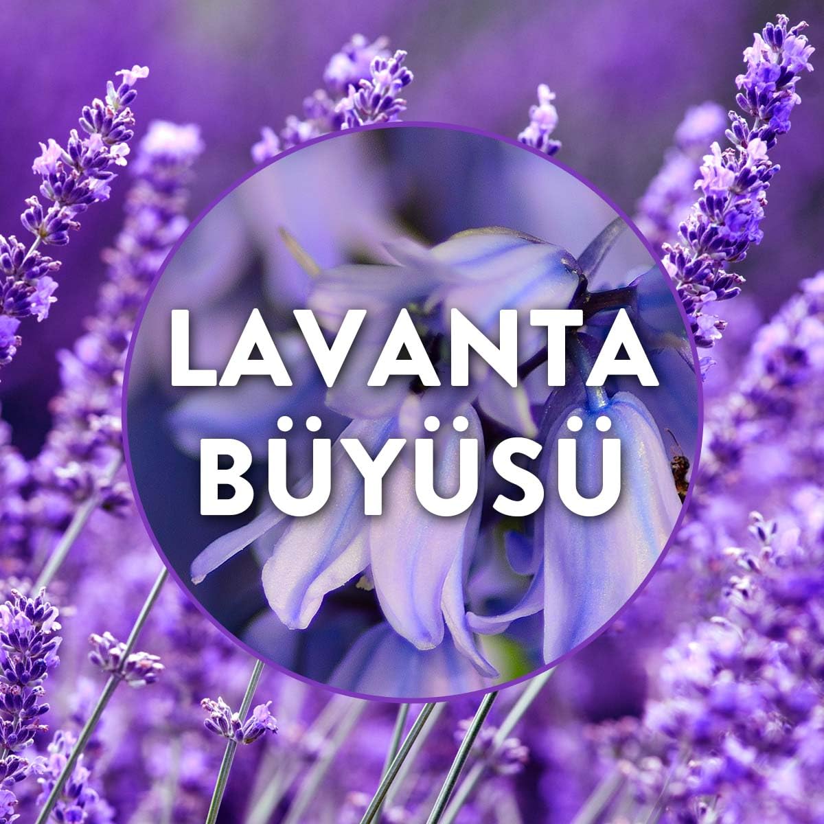 Air Wick Elektrikli Yedek Lavanta Bahçesi