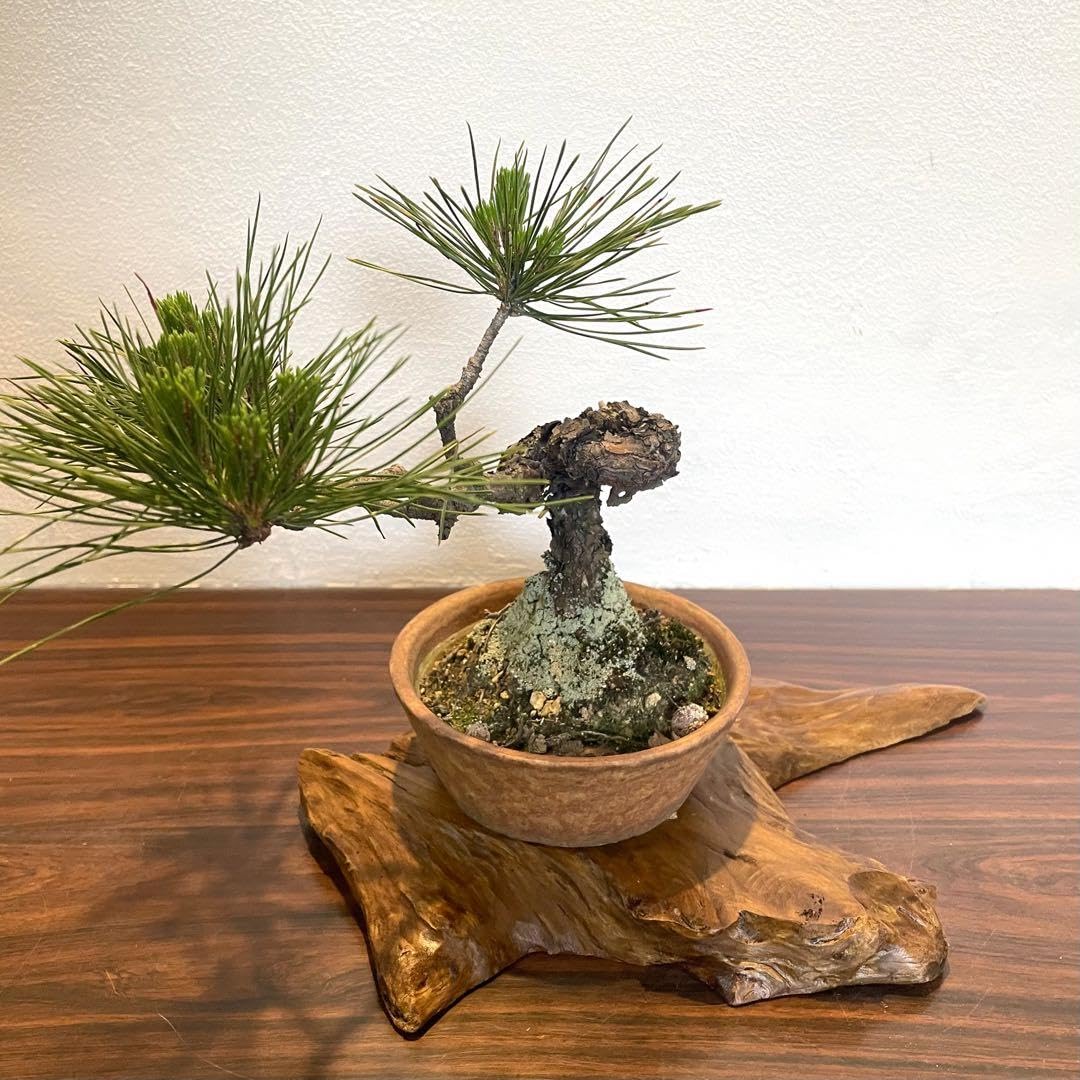Amazon.co.jp: 1156 花台 盆栽台 流木インテリア 生け花 : おもちゃ