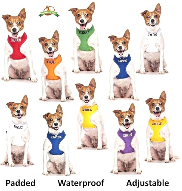 Foto 6 de 8 de Dexil Adopt ME (Necesito un Nuevo hogar) Collar para Perros SM L-XL codificado por Colores Amarillos y Juegos…