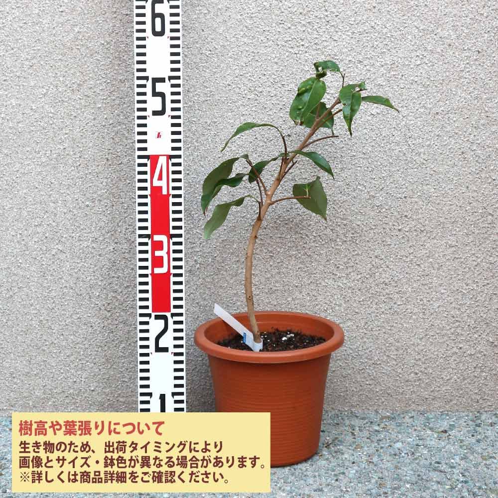 Amazon.co.jp: ITANSE: ライチ