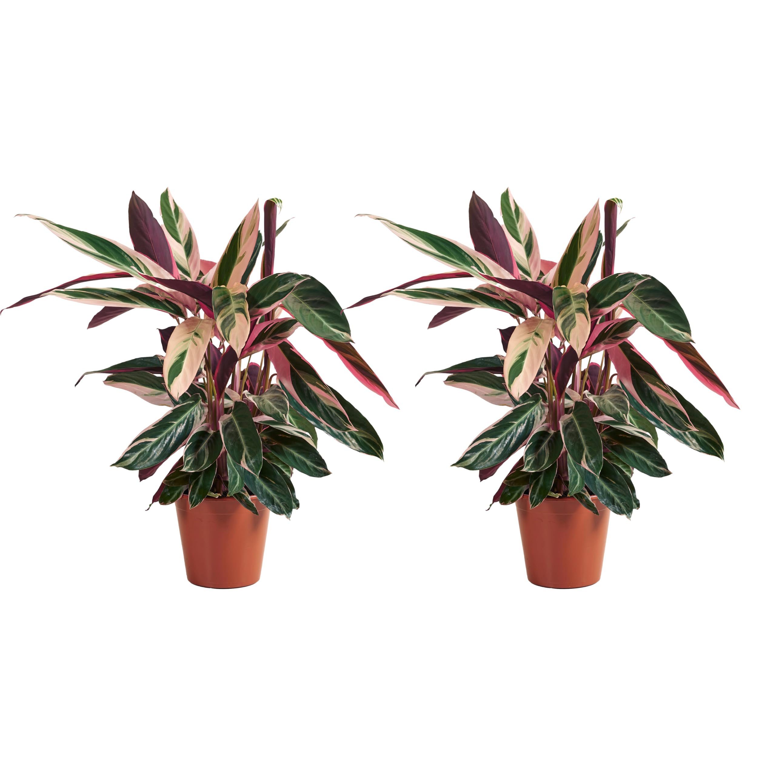 Bloomique - Juego de 2 - Calathea Triostar - Planta Pavo Real - Plantas de Interior - Purifica el Aire - Apto para Mascotas - 40-60 cm de Altura - Maceta de 19 cm