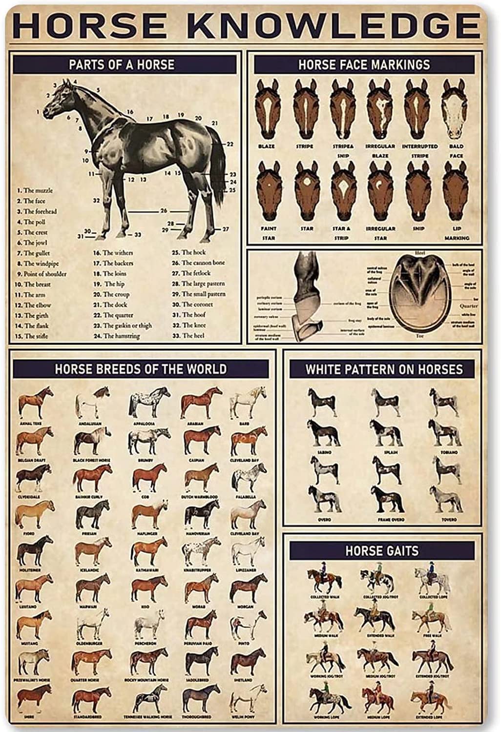 rayprint Horse Knowledge Metal Tin Sign Horse Breeds of The World Poster School Farm Household Kitchen Plaque Education Infographic Wall Decor 12x16 Inches