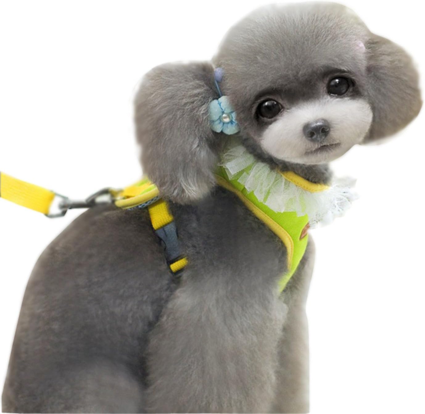 Amazon Lanlantian 犬用胴輪 犬用首輪 牽引ロープ 猫犬用 ペット用 ハーネス リード セット ハーネス 簡単着脱 おしゃれ 散歩 お出かけ用 S グリーン Lanlantian 首輪 ハーネス リード 通販