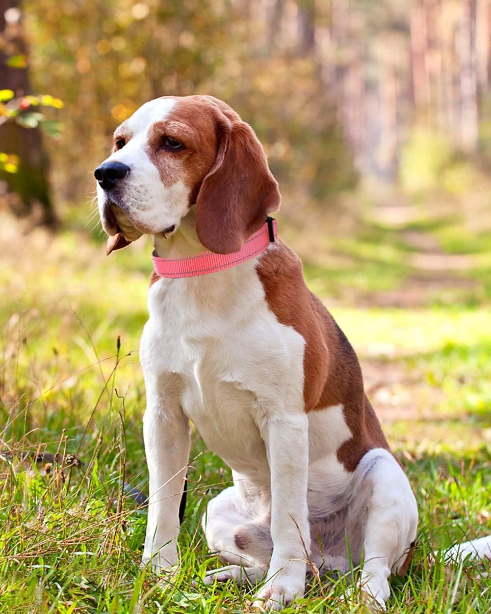 Joytale Reflective Dog Collar, Soft Neoprene Padded Breathable Nylon Pet Collar Adjustable for Medium Dogs M, Neon Pink - Image 3