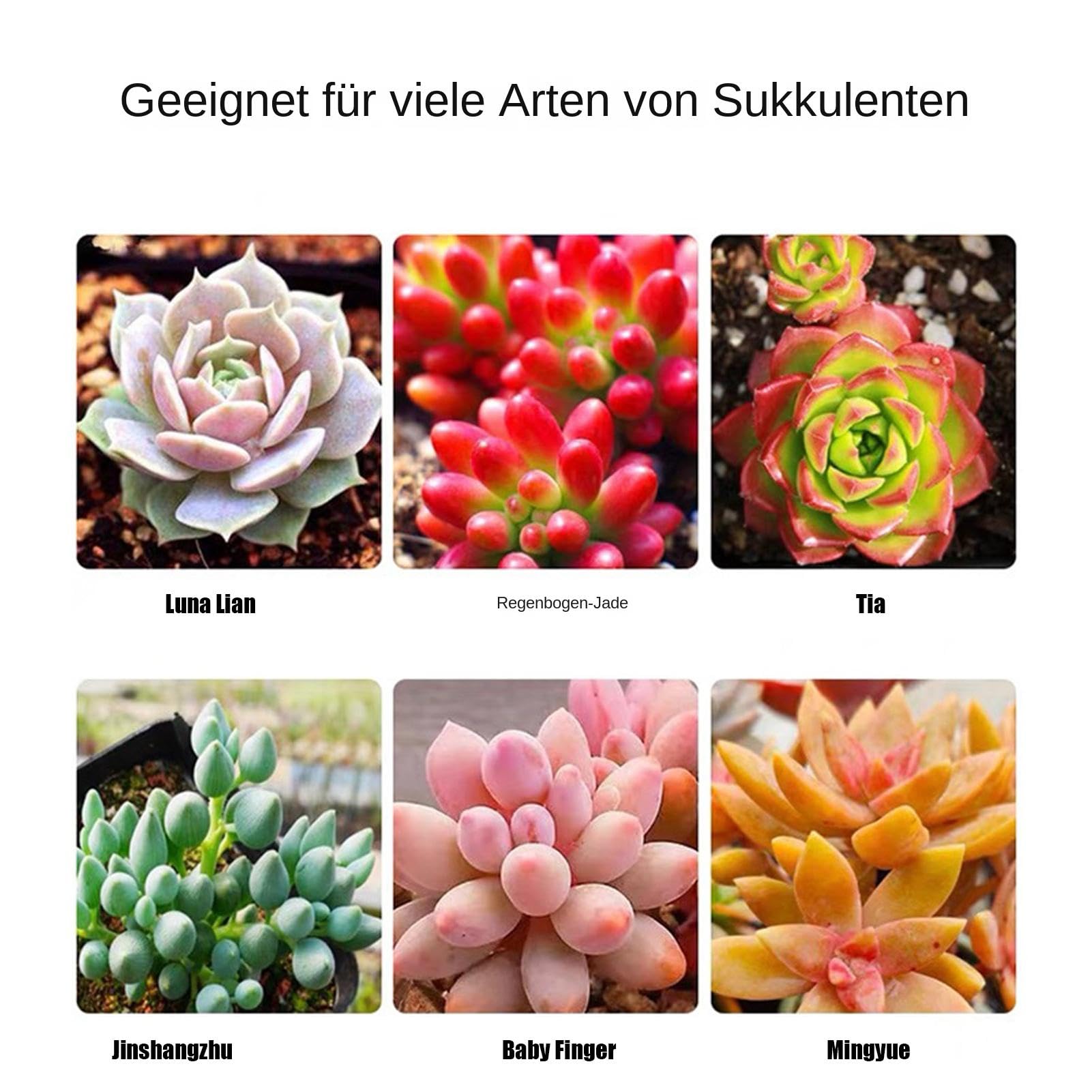 Sukkulentendnger fr Zimmerpflanzen, Dnger fr Sukkulenten |  Kaktusnahrung, Pflanzendnger - Sukkulentenspray, Zimmerpflanzennahrung,  Wurzelstimulator, Flssigdnger fr alle lebenden : Amazon.de: Garten