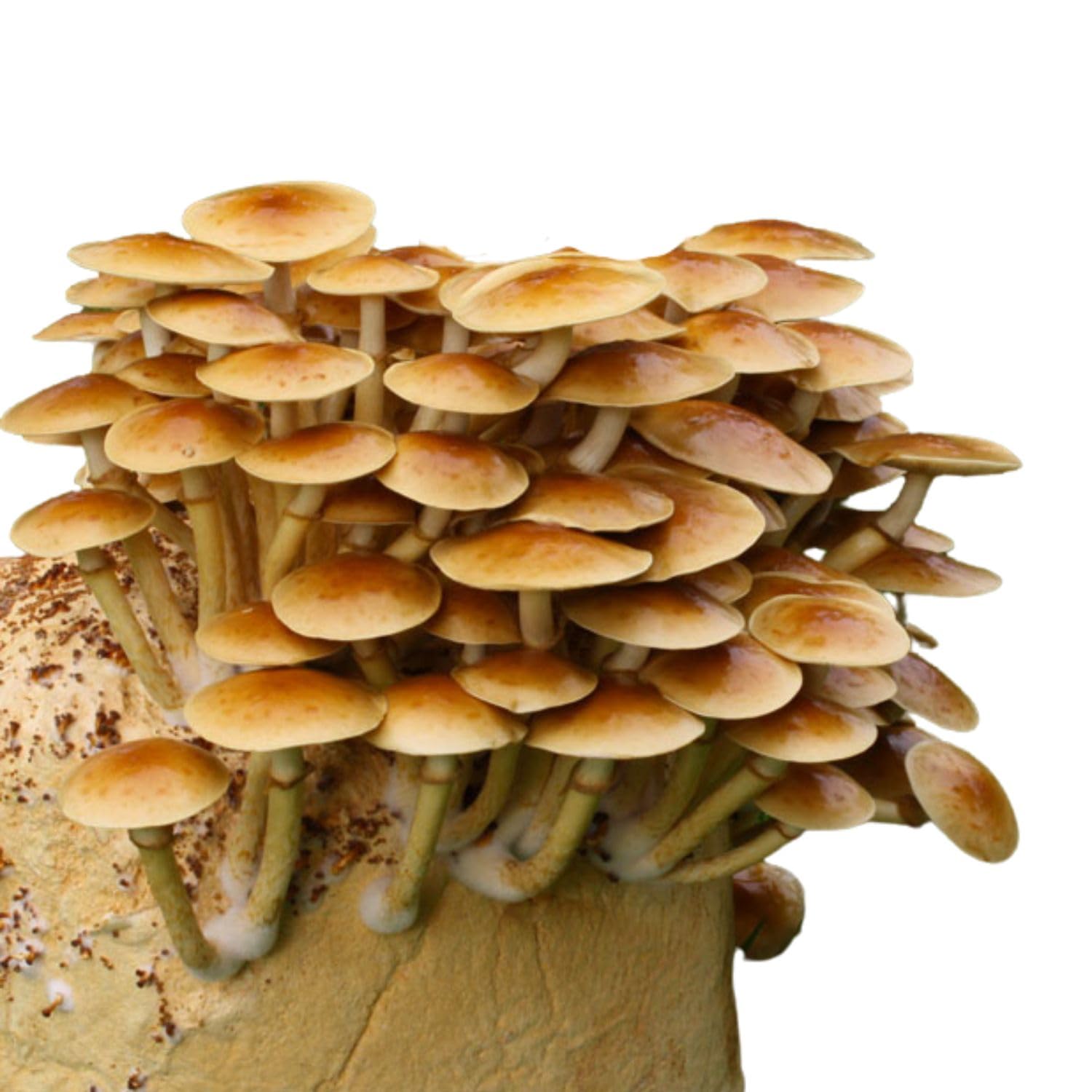 Hawlik Pilzbrut - Pholiote Nameko Kit de culture de champignons Biologique - Facile à cultiver soi-même – Kit de culture prêt a pousser pour la maison – Kit champignon à faire pousser avec mycélium