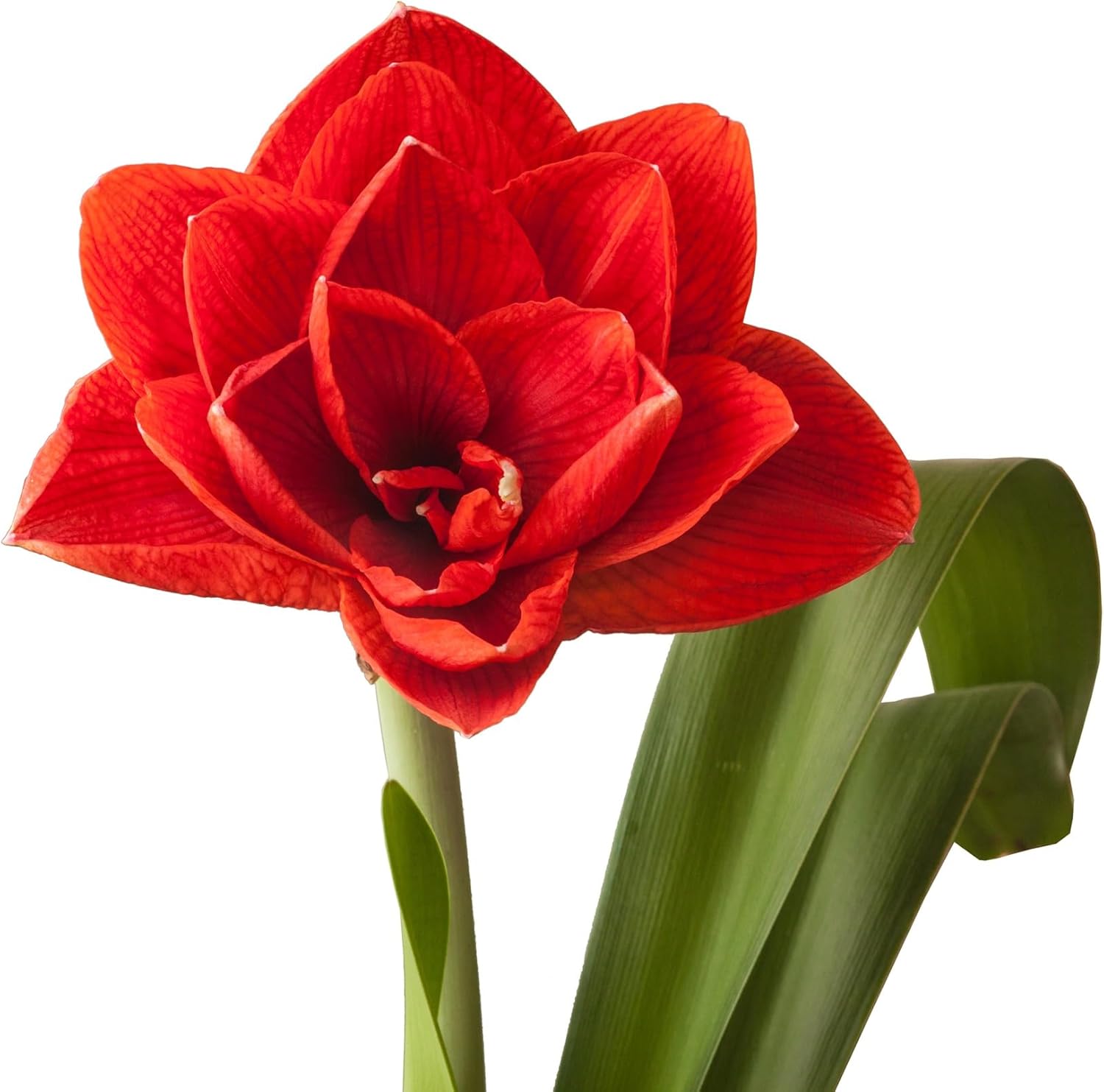 Premium Double Red Cherry Nymph Amaryllis Bulb – Top Size 36–38 cm | Giant Double Blooms, Deep Red Flowers | Indoor Holiday Flowering Bulb | Easy to Grow Gift Plant