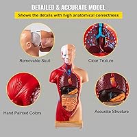 Vista 5 de VEVOR Modelo del Cuerpo Humano 15 Piezas Modelo de Anatomía Humana de 11 Pulgadas Modelo Anatómico de Esqueleto para Enseñanza Médica con Órganos