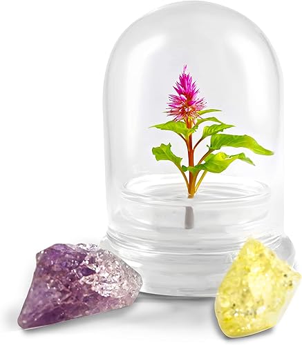Terrario floral sin mantenimiento, para Celosia. Floración de larga duración, ideal para el hogar, ¡es un regalo único!