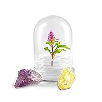 Algopix Similar Product 6 - BLOOMIFY Celosia Flower Terrarium Zero