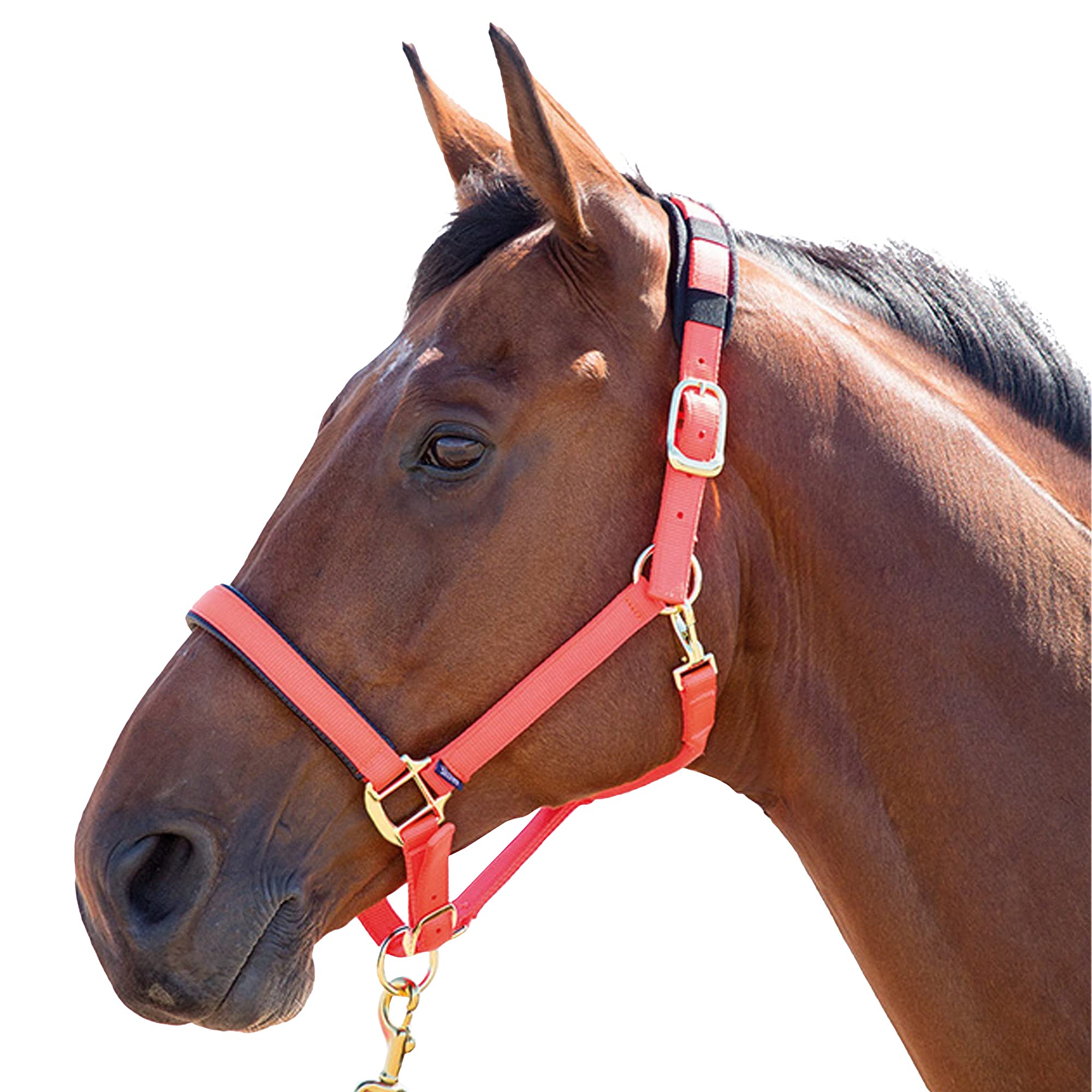 Shires, brigilia Topaz 387 in nylon, Blue, Cob