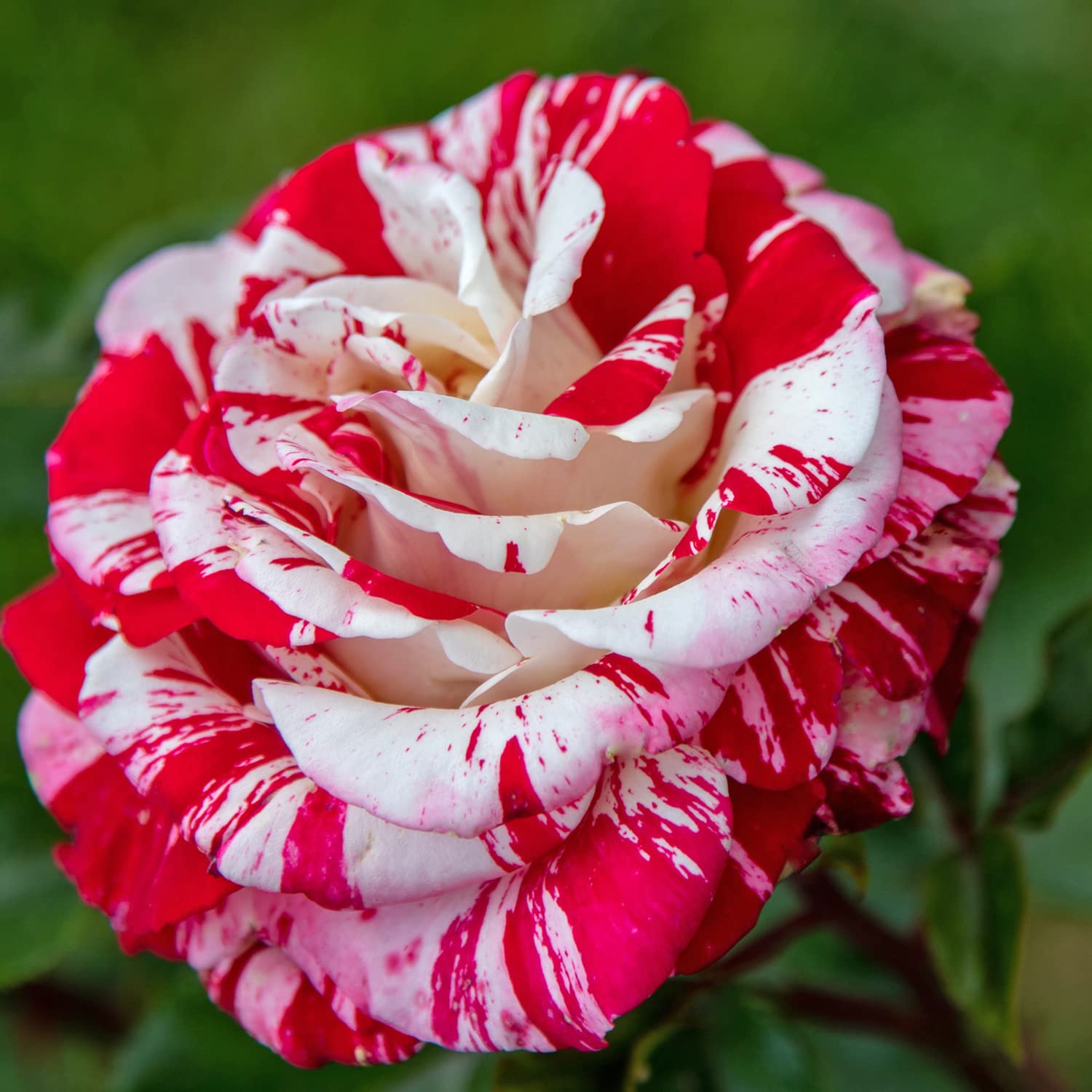 Rock&Roll®, di Rose Barni®, rosa in vaso, colore striato rosso bianco profumo intenso, linea prestigio, ideale per coltivazione in vaso, composizioni e cespugli, rifiorente e resistente cod. 71233