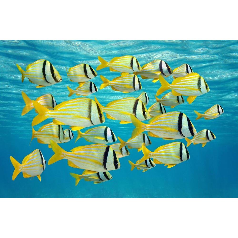 ArtzFolio Tropical Fish Caribbean Sea | Premium Canvas Painting for Bedroom & Living Room | Wooden Stretching | 18.1 x 12 inch (46 x 30 cms)