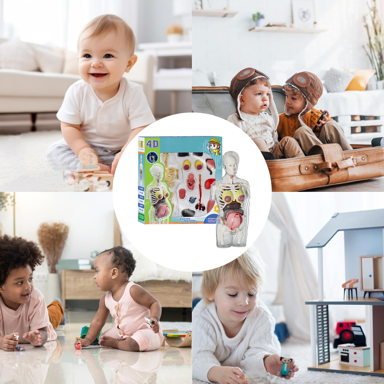 Modelo De Cuerpo Humano Para Niños – Juguete STEM De 21,5 Cm Con Órganos Extraíbles Y Esqueleto Articulado – Anatomía Interactiva Para Aula Y Hogar