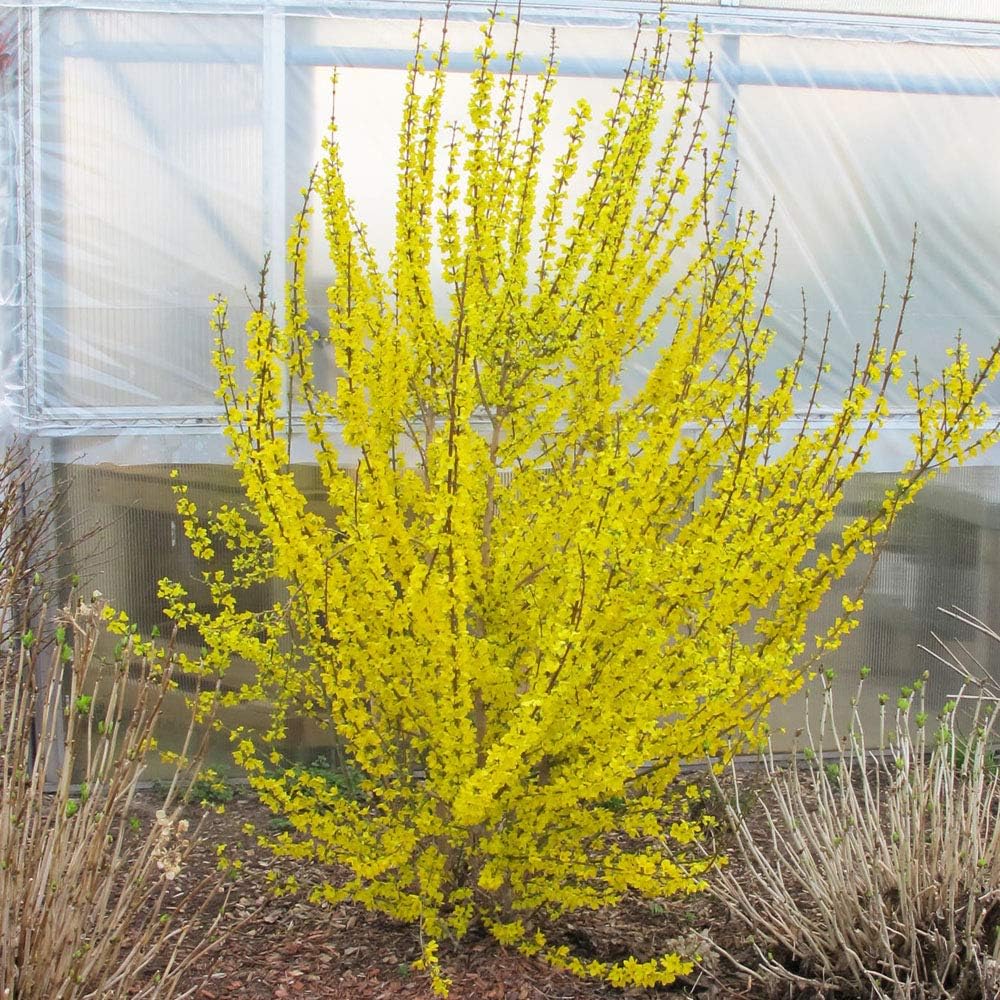 schone Garden Flower Shrub Hardy Outdoor Garden Plants Summer