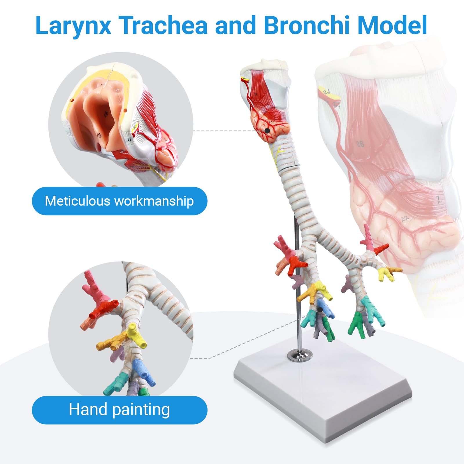 Human Respiratory System And Alveolus Structure Model,Human Body Anatomy Model - Buy Human
