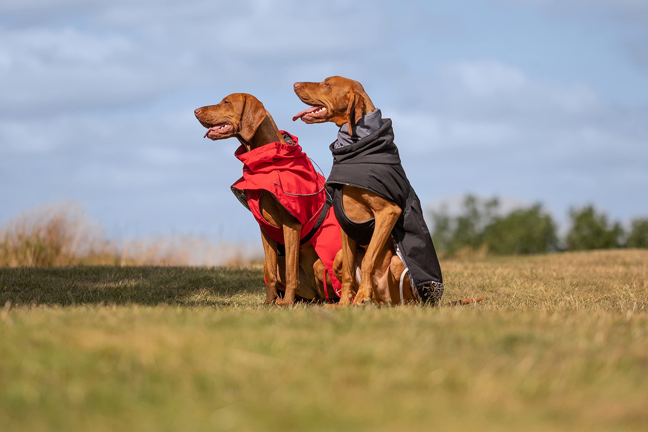 iEnergy™ JUD Hundemantel Hunde Winterjacke windabweisender, ultraleichter und reflektierender Hundemantel für trockene, sichere Gassigänge, Wandern (Rot, Extra Klein)