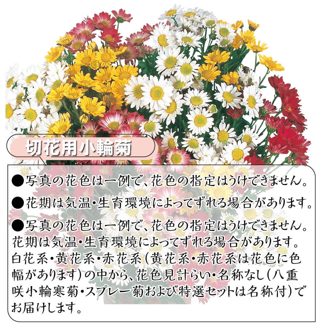 Amazon.co.jp: 菊苗 夏菊小輪セット 18株（花色見計らい・名称