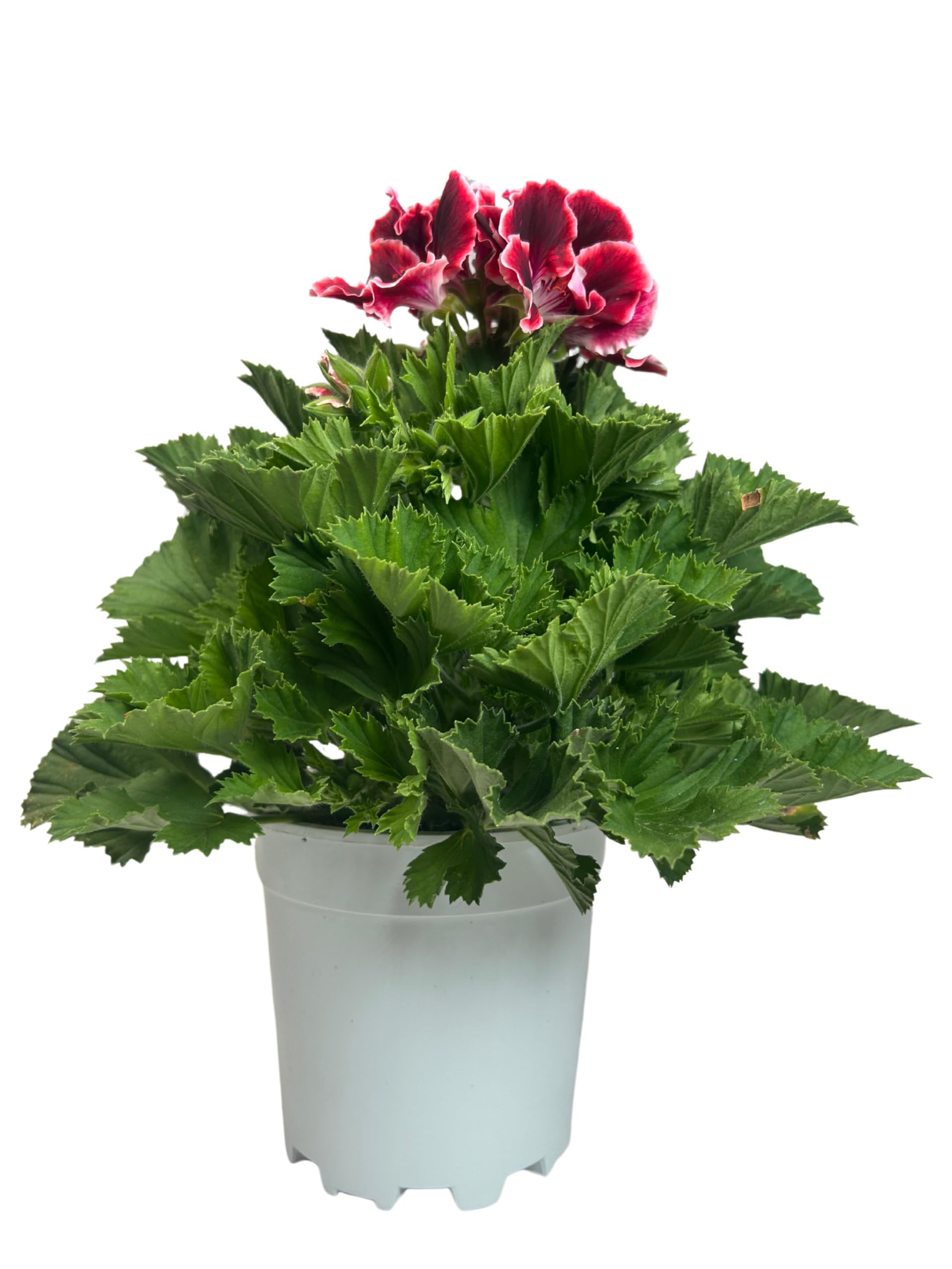 Geranio Pelargonium Grandiflorum, Maceta de 14 cm, Flores Rojas | Planta Natural de exterior, para Terraza y Jardín