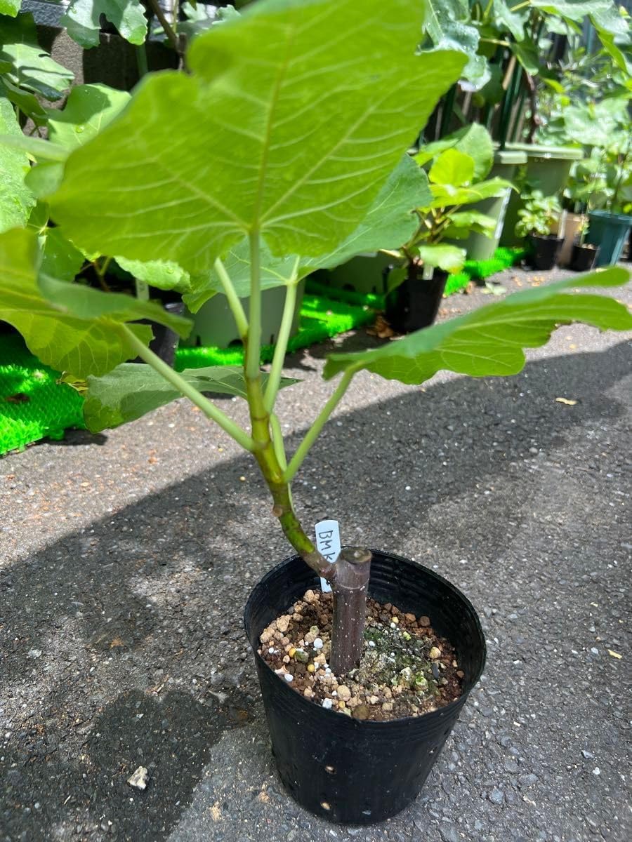 ブラックマデイラKK いちじく苗 2月挿し 黒 いちじく