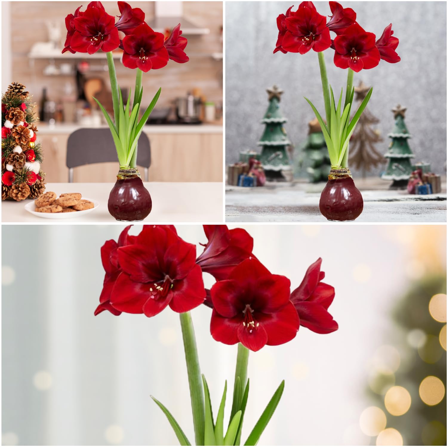 Cera Amaryllis cipolle rosso scuro – Ceramaryllis 28/30 grande formato | 2 pezzi | cerato/cera | senza versare | Esclusive piante da appartamento olandese – Hippeastrum (senza vetro, vaso e