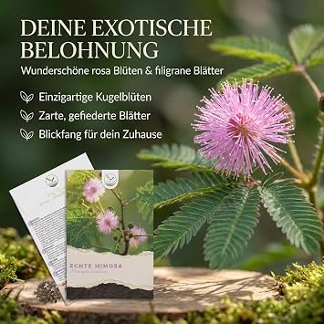 Real Mimosa Seeds (Mimosa Pudica) with High Germination Rate - Plant Seeds for Multi-Blooded & Moving Mimosas