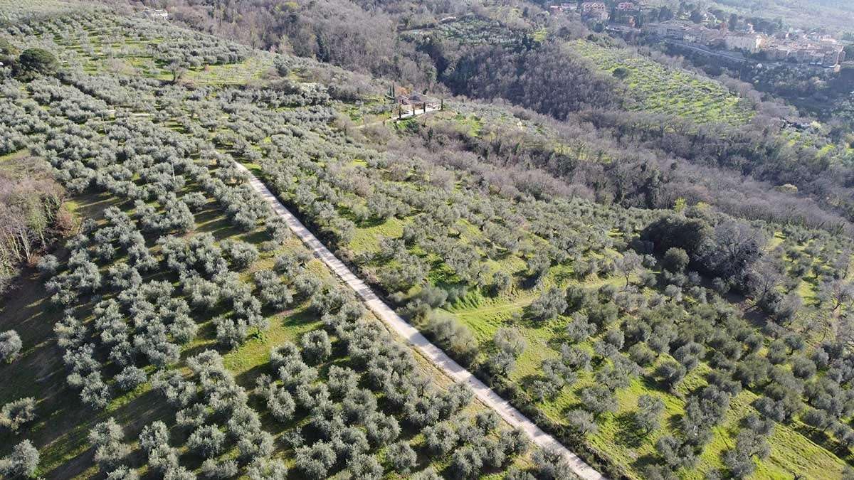 Olio Nuovo 2025/26: EVO DOP Umbria Colli del Trasimeno