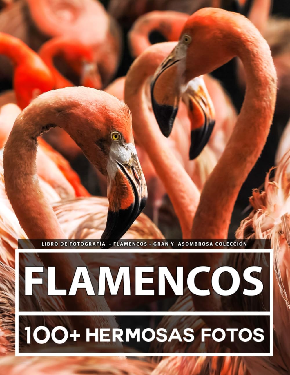 Libro De Fotografía - Flamencos - Gran y Asombrosa Colección: 100 Hermosas Fotos En Este Fantástico Libro De Fotos De Flamencos - Para Niños y Adultos