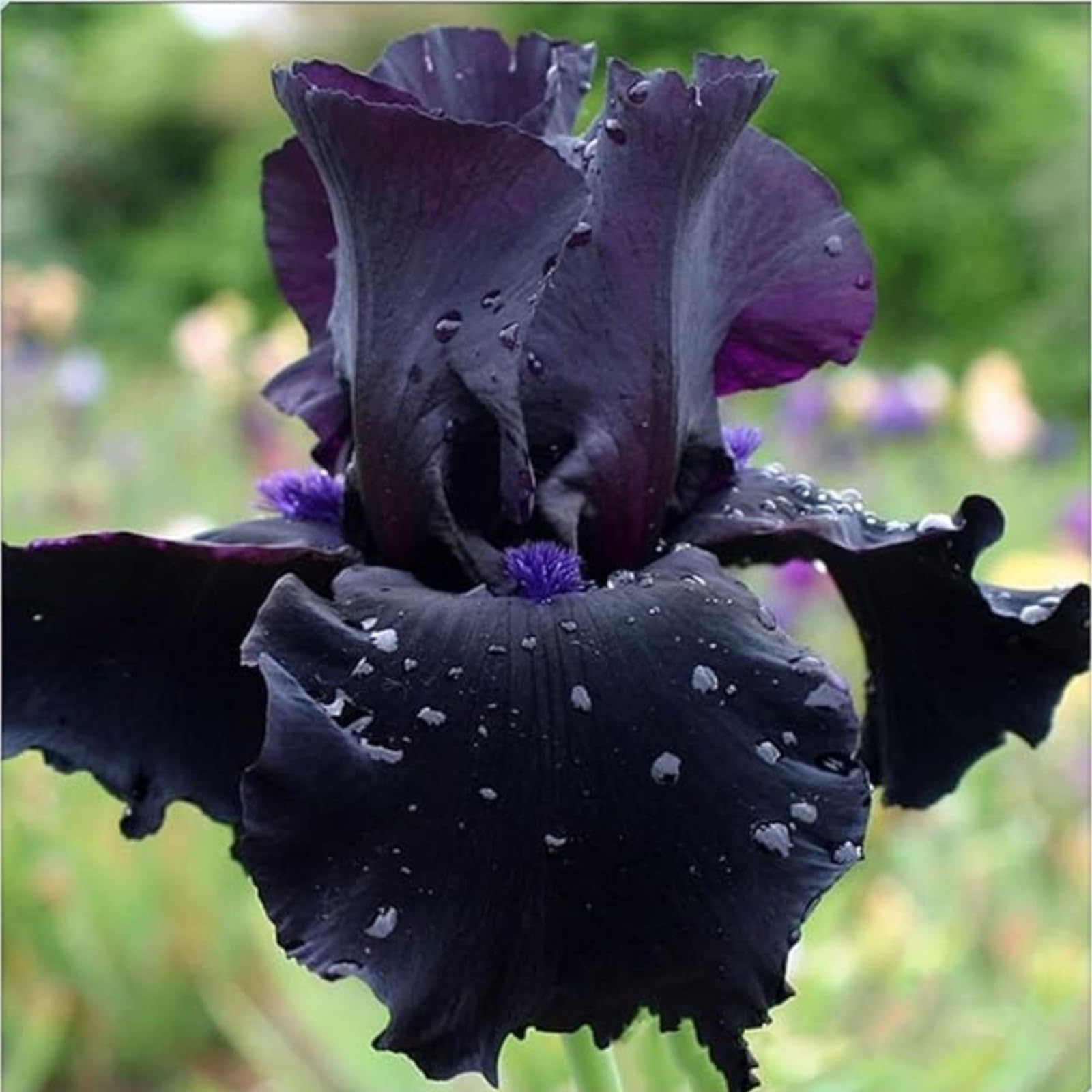 Iris Bulbs for Planting Now UK Ornamental Perennial Easy Plant Excellent Display Plant Bulbs Greening Flower Good for Containers Natural Organic -5Bulbs-A