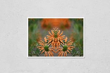 Poster Reproduction of Leonotis Leonurus, Lions tail broad leaf, native, subtropical, ornamental plant with copious, tubular orange blossom spikes on a natural springtime background texture