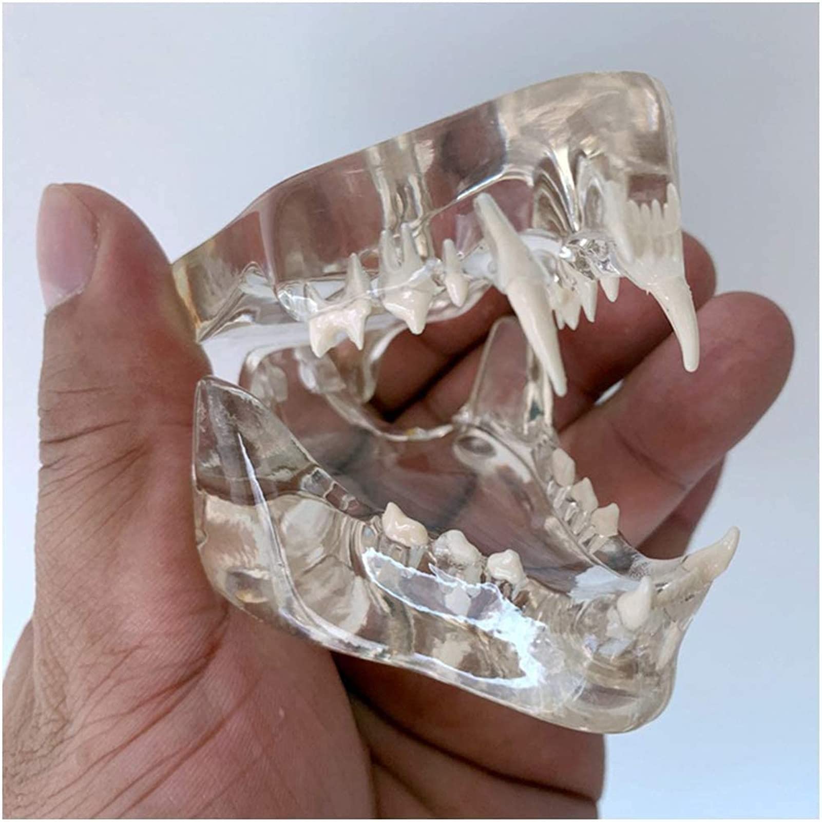 Przezroczysty model zębów kota - Medyczny anatomiczny model zębów kota - Model anatomiczny Kryształowe zęby kota - do prezentacji w laboratorium weterynaryjnym Materiały dydaktyczne